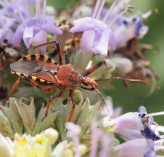 Rhynocoris erythropus