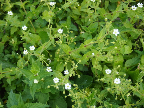 mäkkuľa vodná (Stellaria aquatica)