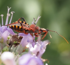 Rhynocoris erythropus