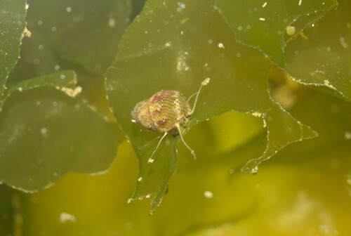 Tricolia affinis affinis observed 2026-01-02