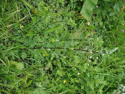 Obični pelin (Artemisia vulgaris)