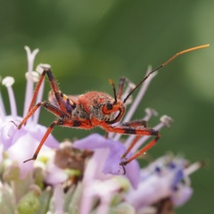 Rhynocoris erythropus