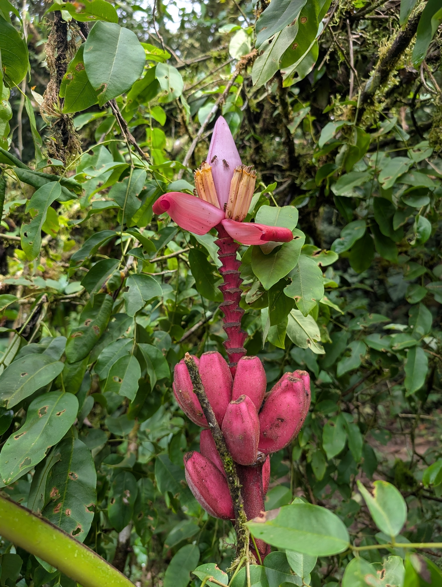 Musa × paradisiaca L. 3