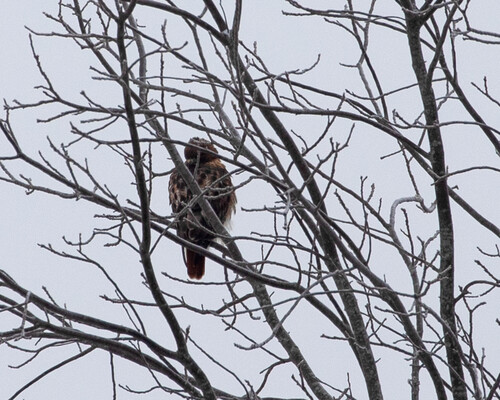 Red-tailed Hawk