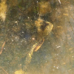 Emys orbicularis galloitalica