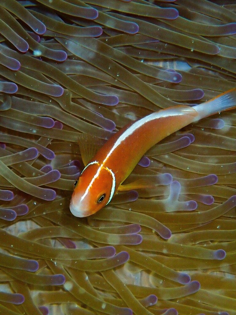 Clown fish (Amphiprion perideraion) — Pomacentridae