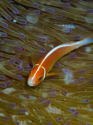 Clown fish (Amphiprion perideraion) — Pomacentridae