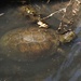 Franco-Italian Pond Turtle - Photo (c) Jakob Fahr, some rights reserved (CC BY-NC), uploaded by Jakob Fahr