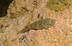 Brazilian Clingfish photo 2