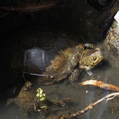 Emys orbicularis galloitalica