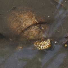 Emys orbicularis galloitalica