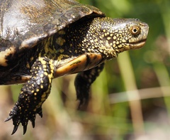 Emys orbicularis galloitalica
