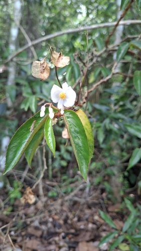 Begonia echinosepala, photograph 6