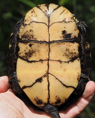 Emys orbicularis galloitalica