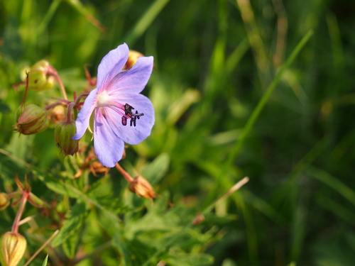 pakost lúčny (Geranium pratense)