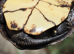 Emys orbicularis galloitalica