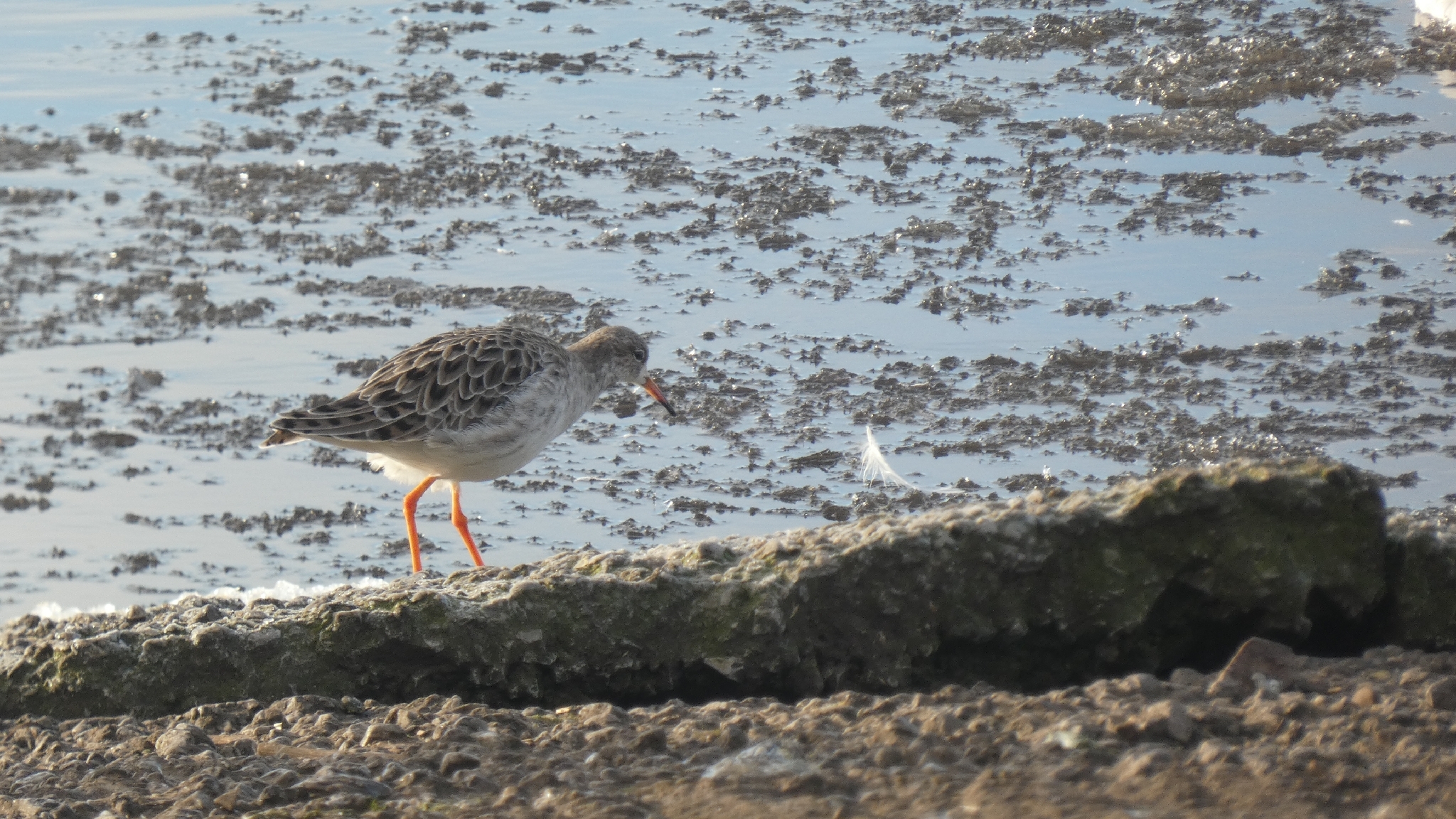 Ruff (Calidris pugnax), photo 2
