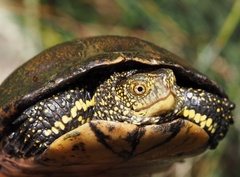 Emys orbicularis galloitalica