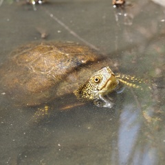 Emys orbicularis galloitalica