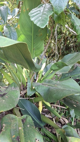 Another photo of Philodendron Birkin