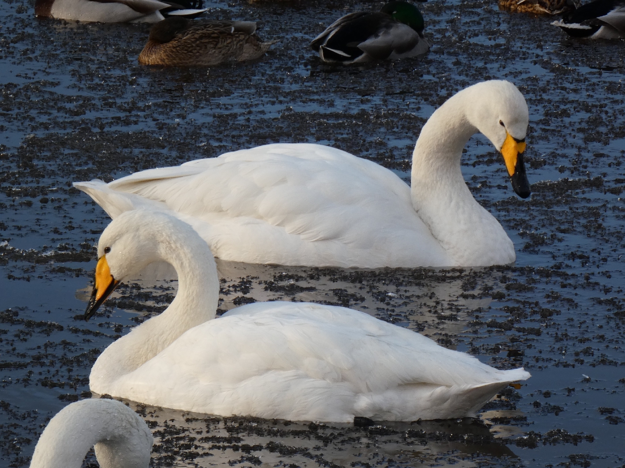 Whooper Swan (Cygnus cygnus), photo 3