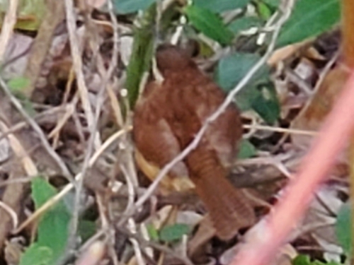 Carolina Wren (Thryothorus ludovicianus), photo 2