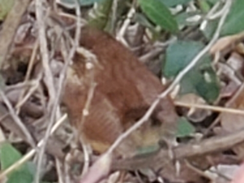 Carolina Wren (Thryothorus ludovicianus), photo 3