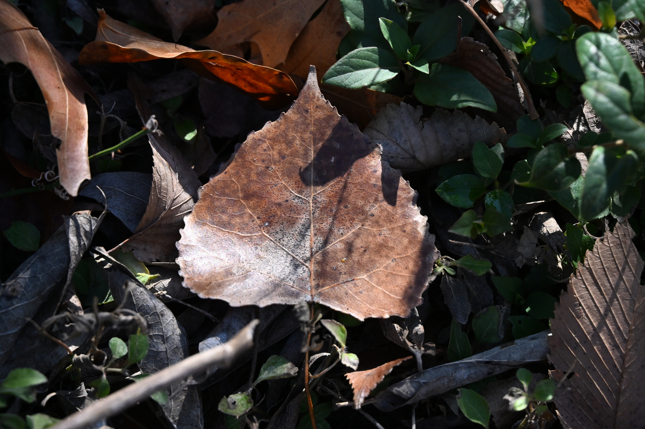 Cottonwood (Populus deltoides)