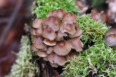 Mycena tintinnabulum