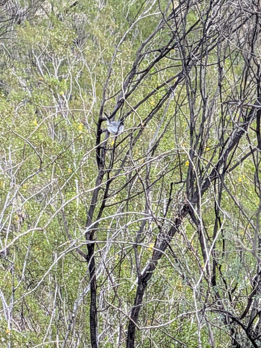 Black-tailed Gnatcatcher (Polioptila melanura), photo 3