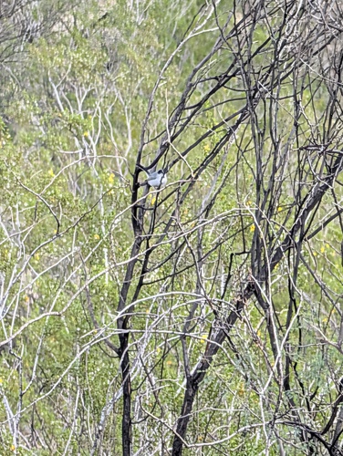 Black-tailed Gnatcatcher (Polioptila melanura), photo 4