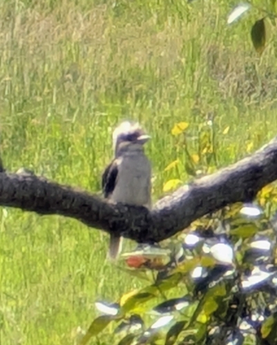 Laughing Kookaburra (Dacelo novaeguineae), photo 2