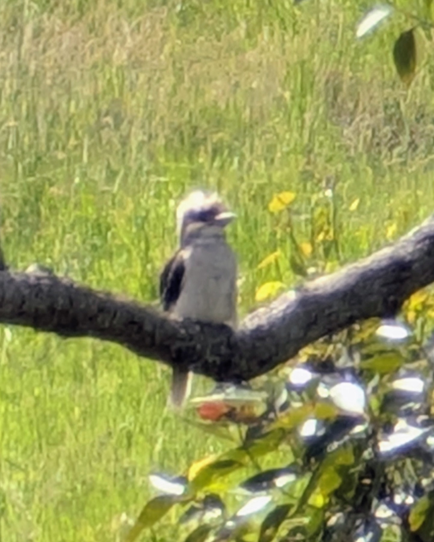 Laughing Kookaburra (Dacelo novaeguineae), photo 5
