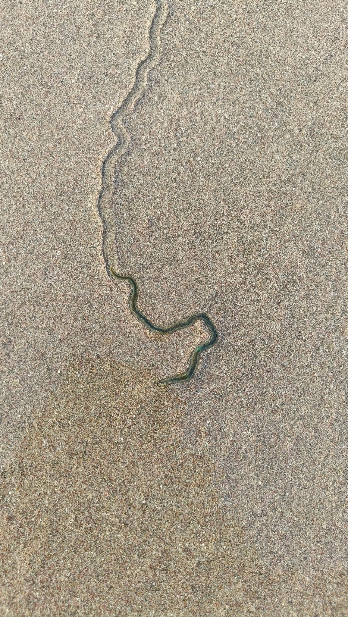 Phyllodoce tuberculosa Kudenov, 1975