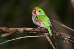 Todus multicolor