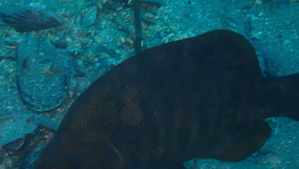 Black perch (Embiotoca jacksoni) — Embiotocidae