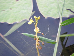 Utricularia