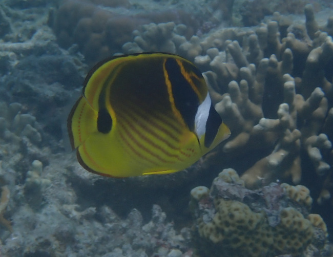 Halfmoon butterflyfish (Chaetodon lunula) — Chaetodontidae