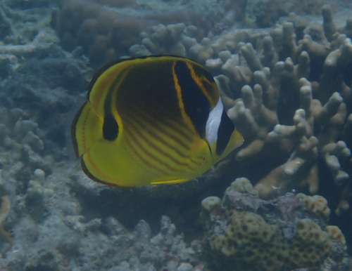 Halfmoon butterflyfish (Chaetodon lunula) — Chaetodontidae