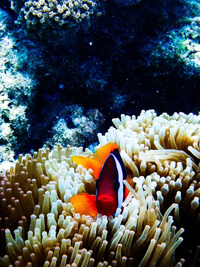 Black anemonefish (Amphiprion melanopus) — Pomacentridae