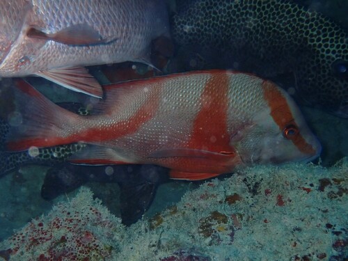 Emperor bream (Lutjanus sebae) — Lutjanidae