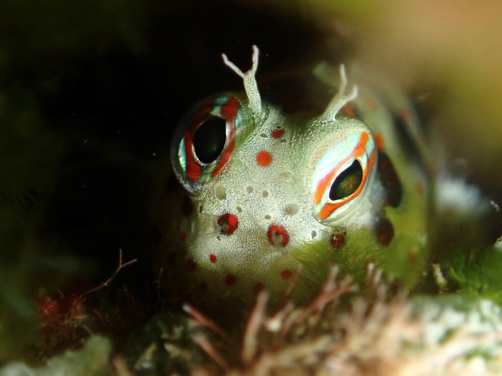 Goldspotted rockskipper (Blenniella chrysospilos) — Blenniidae