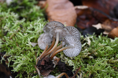 Mycena tintinnabulum