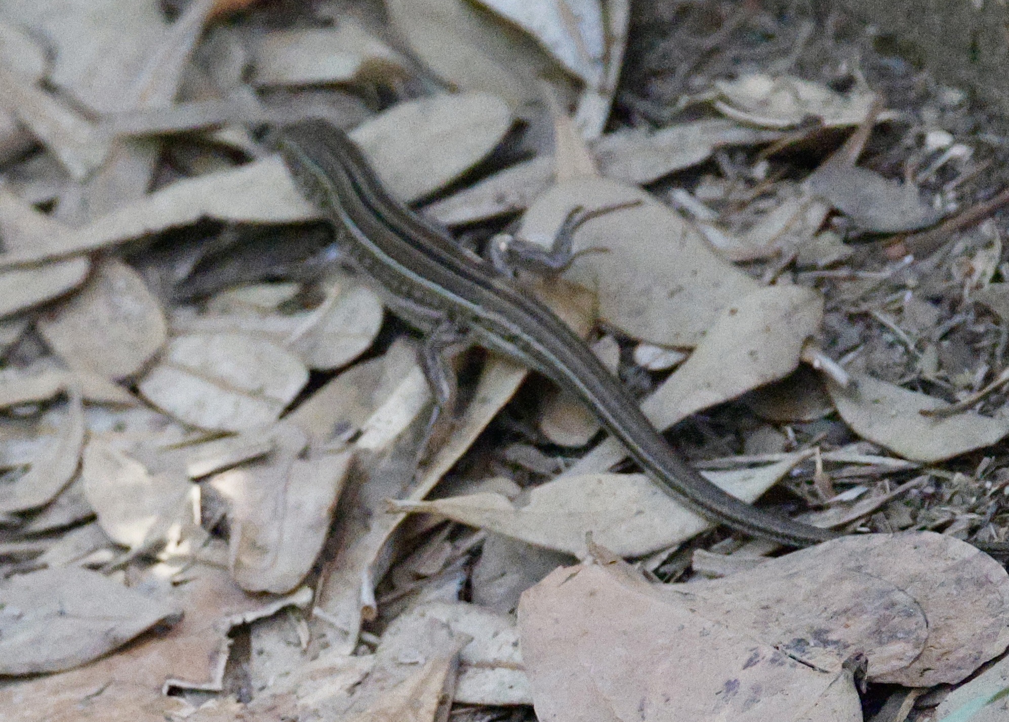 Ctenotus robustus Storr, 1970