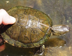 Emys orbicularis galloitalica