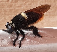 Mallophora ruficauda