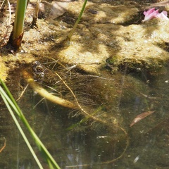 Emys orbicularis galloitalica