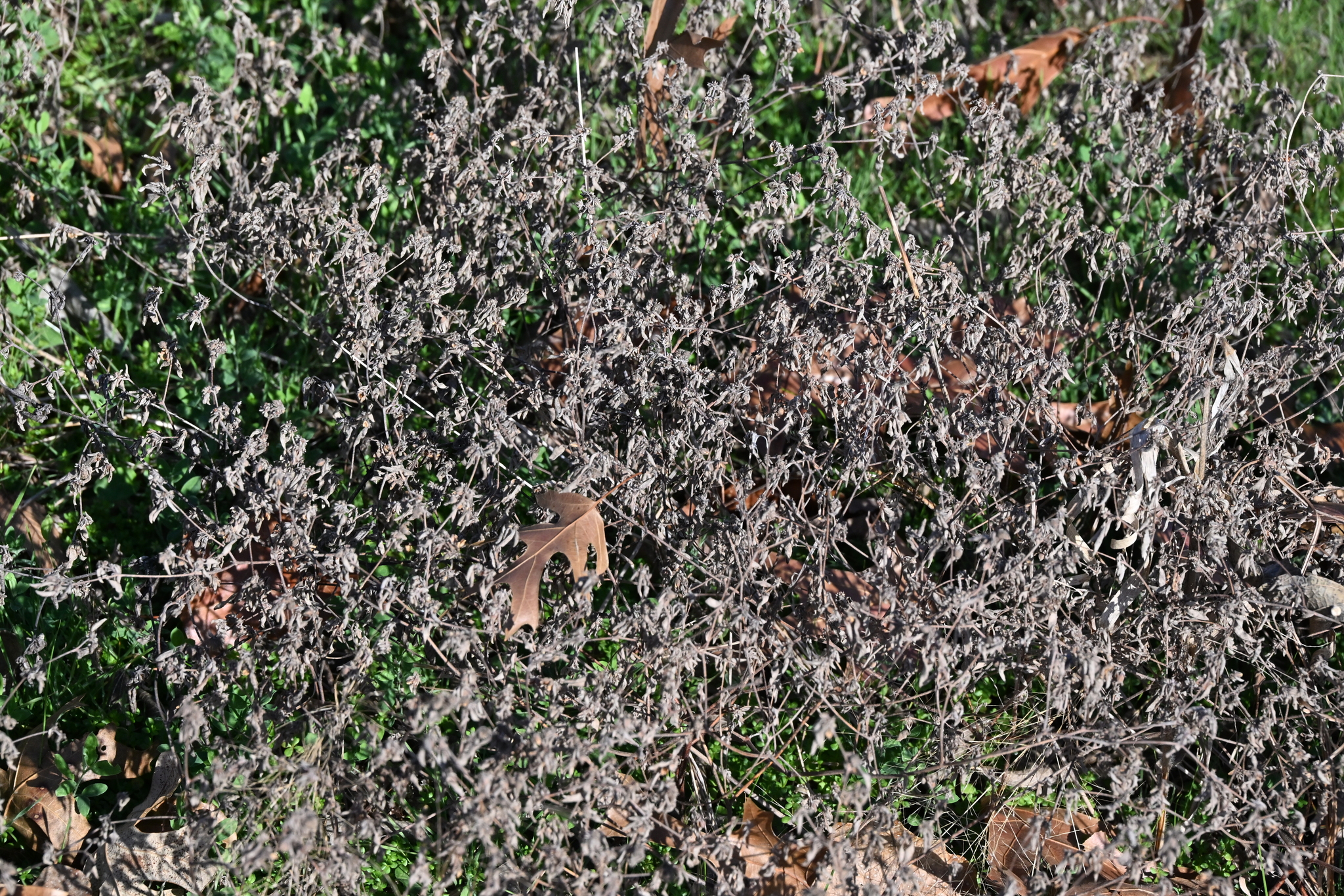 Imagem de croton