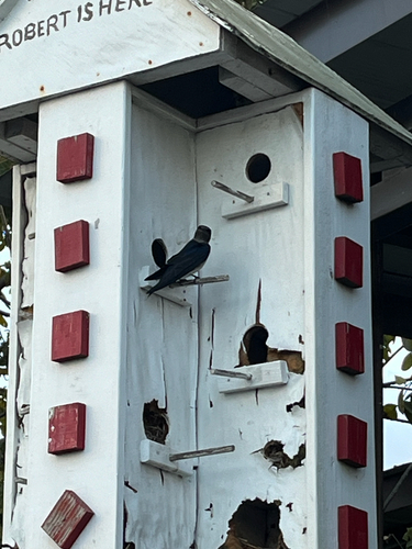 Purple Martin observed by awschulken