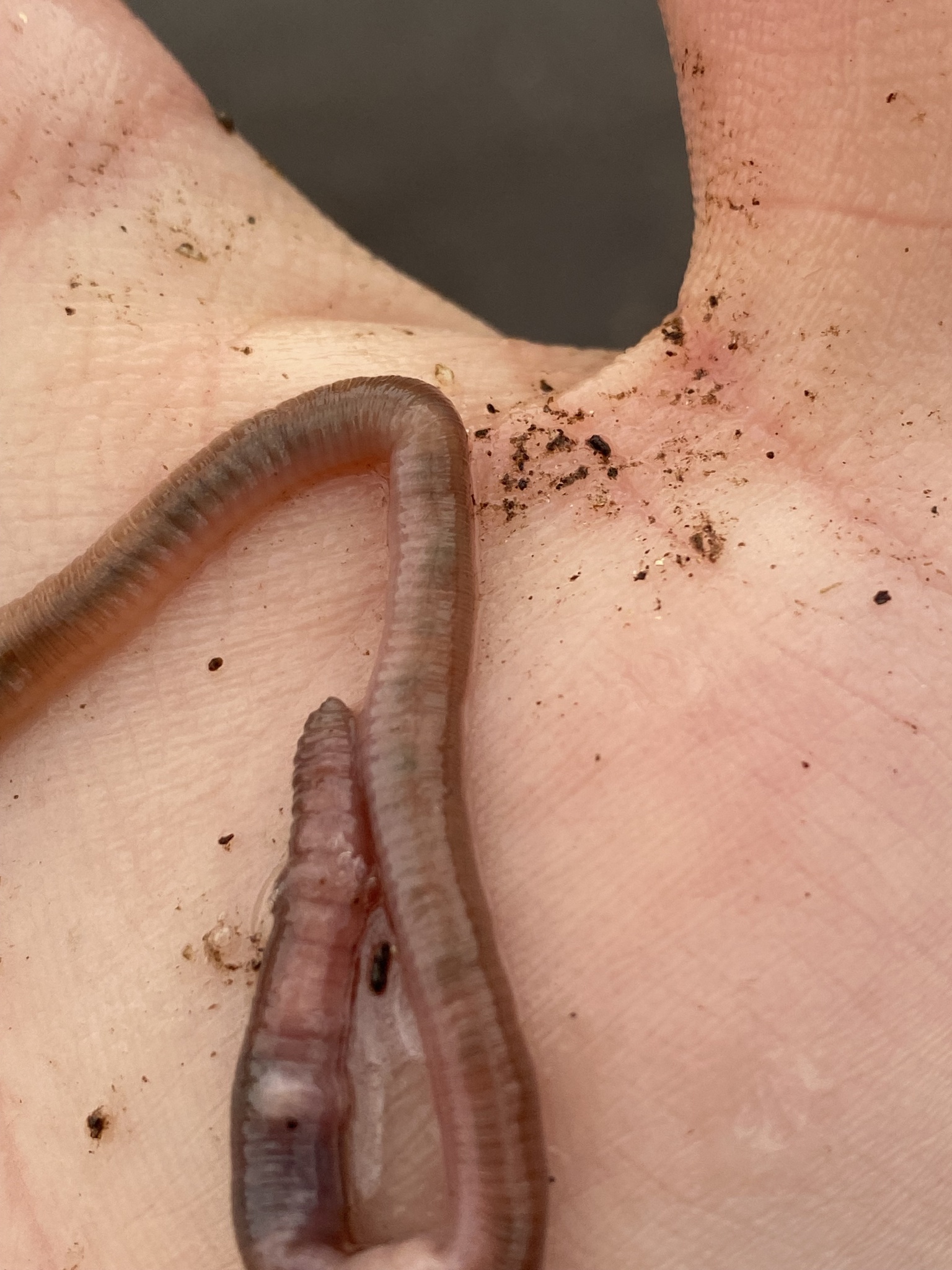 Aporrectodea caliginosa trapezoides (Dugés, 1828)